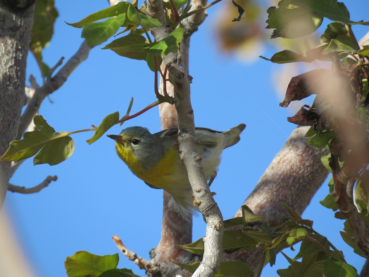 Northern Parula - Brian Hofstetter