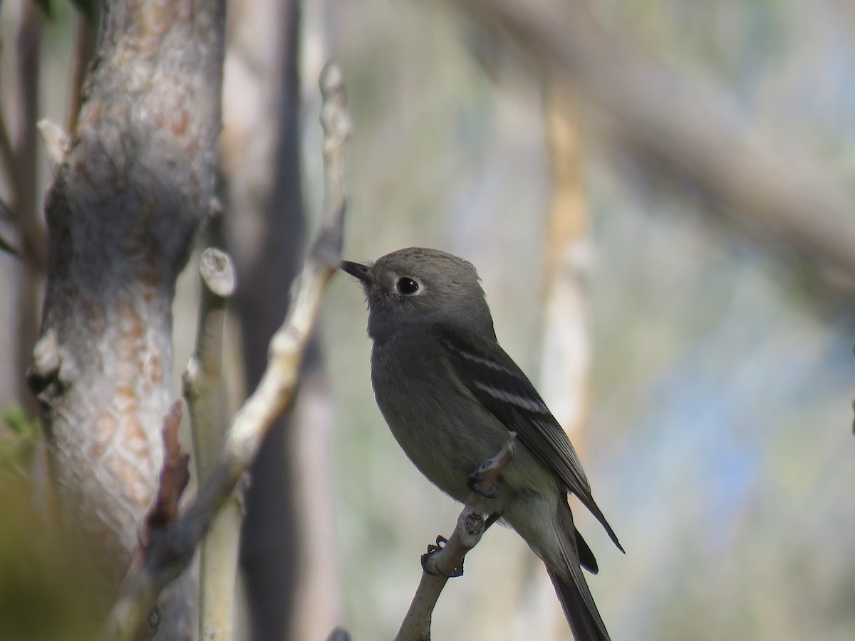 Hammond's Flycatcher - Brian Hofstetter