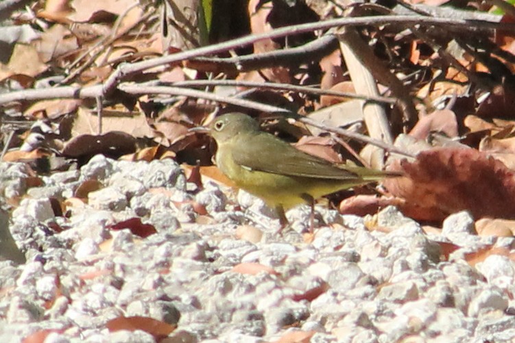 Connecticut Warbler - ML453128931