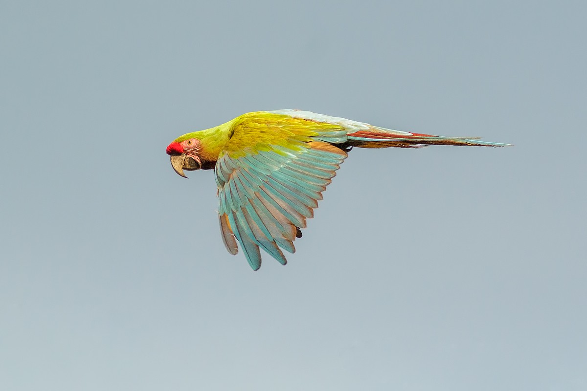 Military Macaw - Freddy Burgos Gallardo