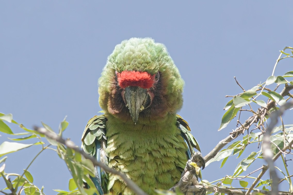 Military Macaw - ML453129781