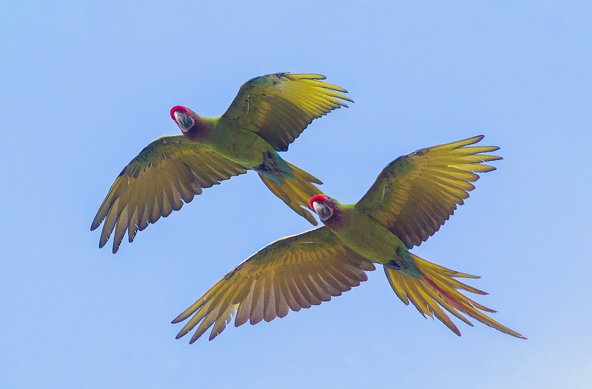 Military Macaw - ML453129791