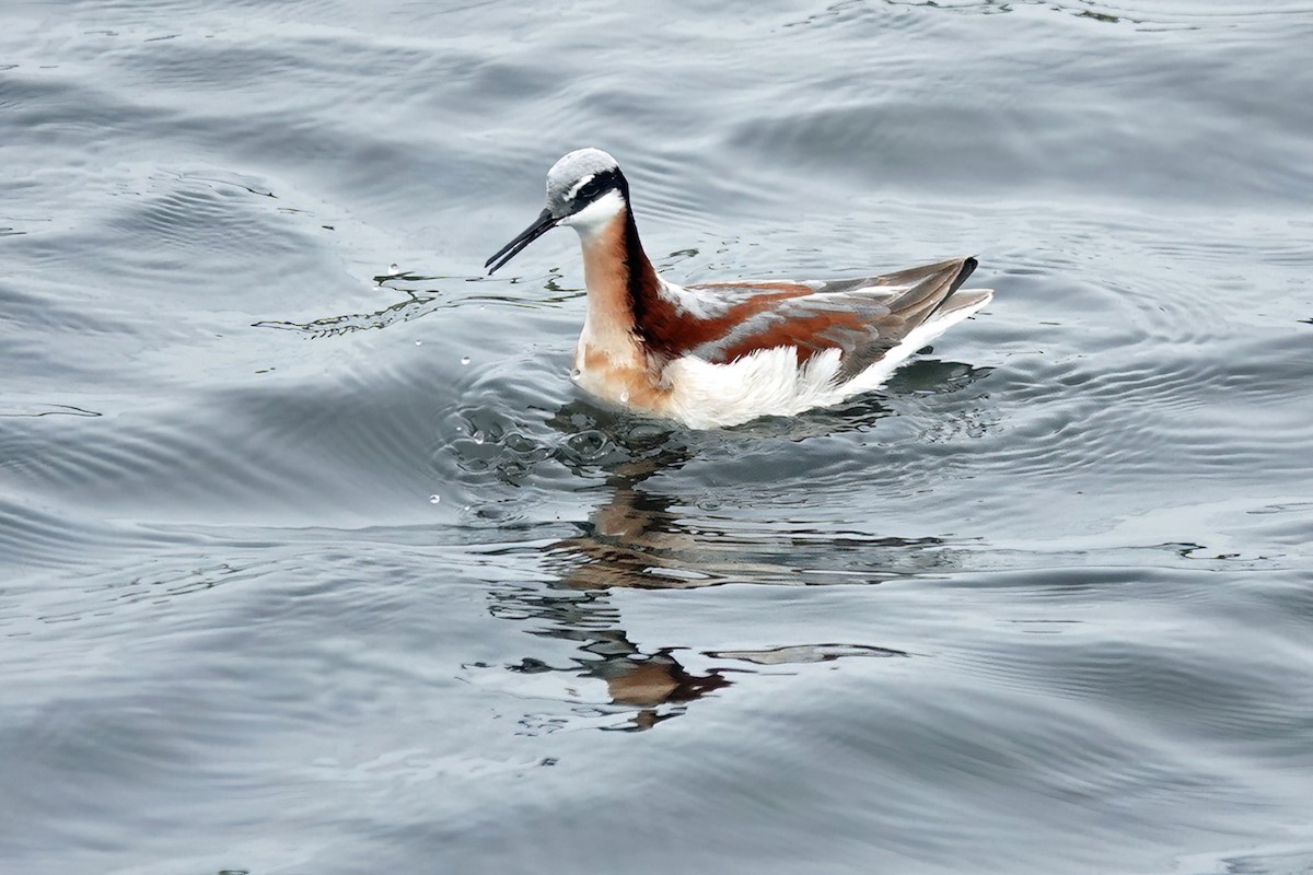 Wilson's Phalarope - ML453130251