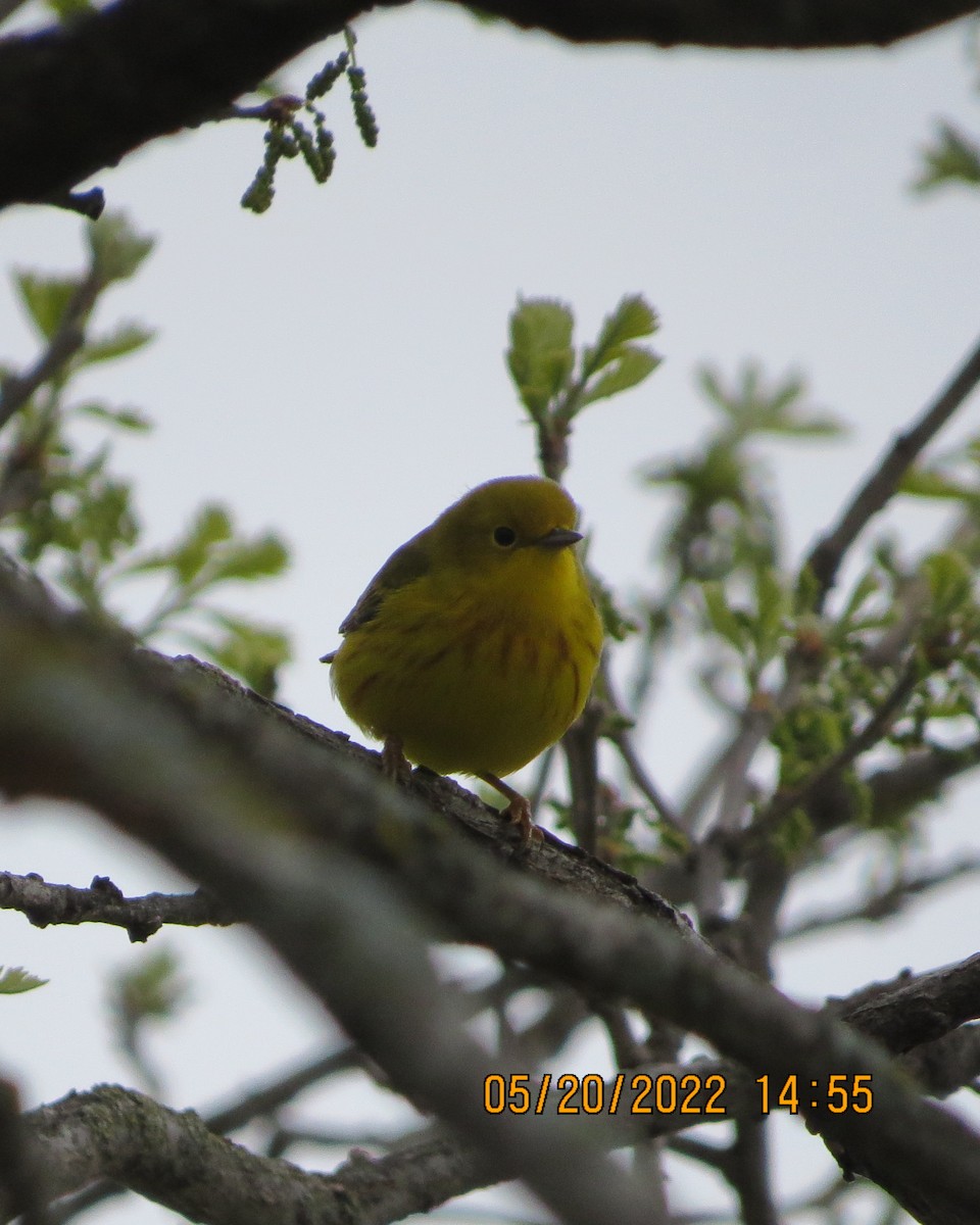 Paruline jaune - ML453130401