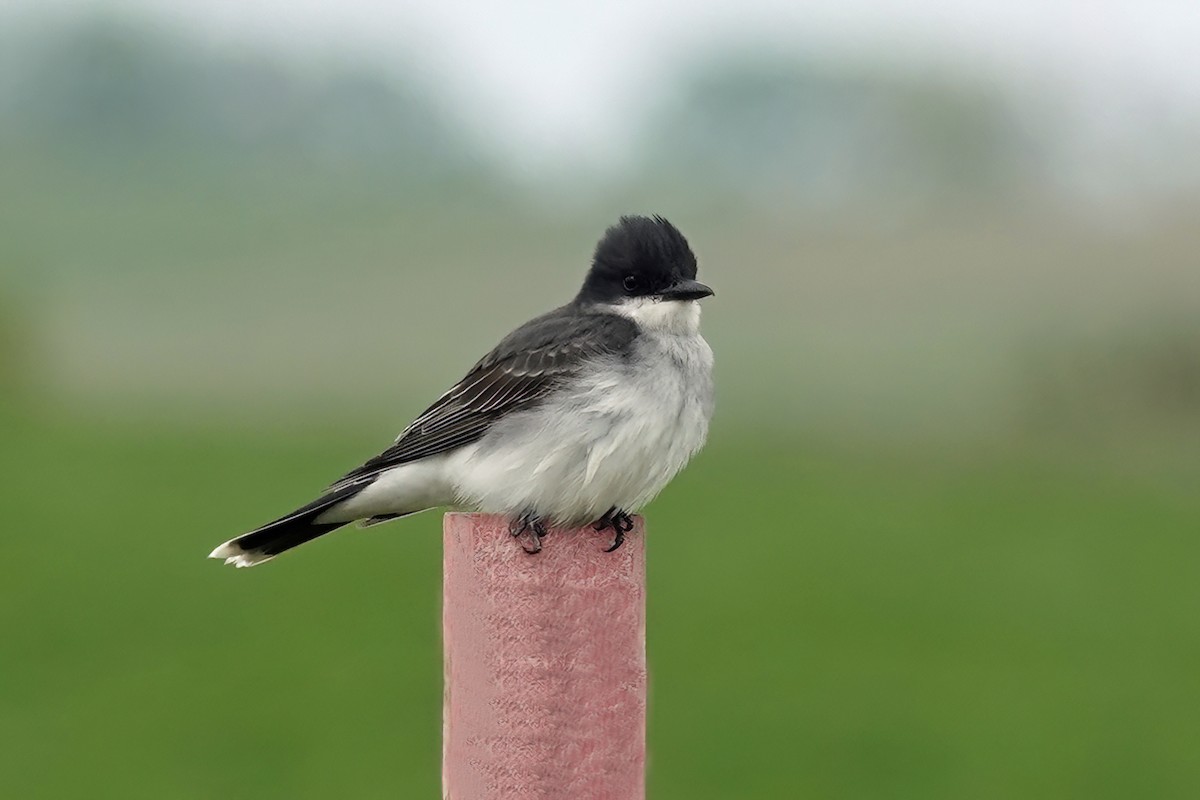 Eastern Kingbird - ML453130881