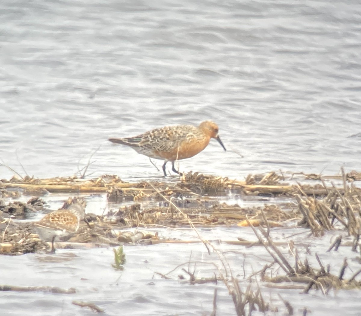 Red Knot - Chris Merkord