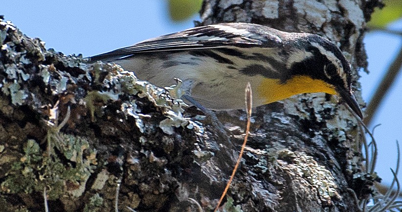 Yellow-throated Warbler - ML453134541