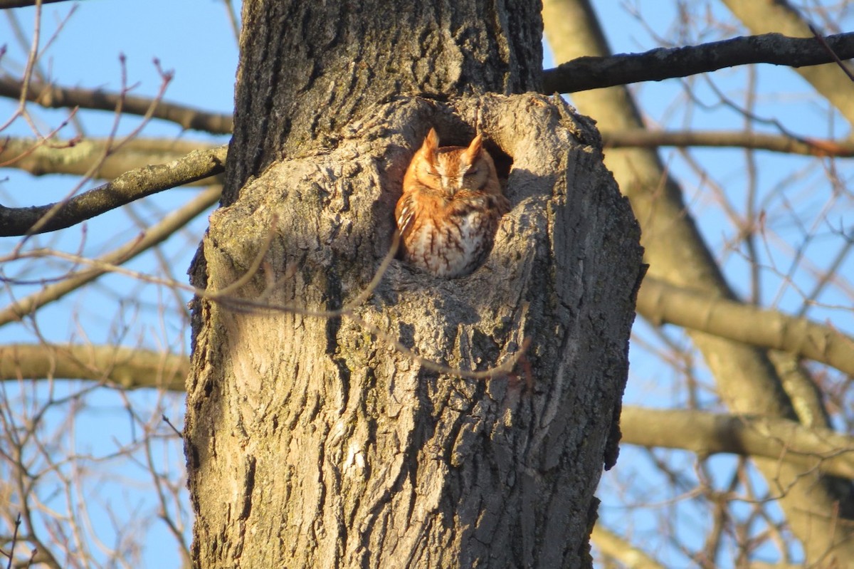 Eastern Screech-Owl - Peter Gagarin