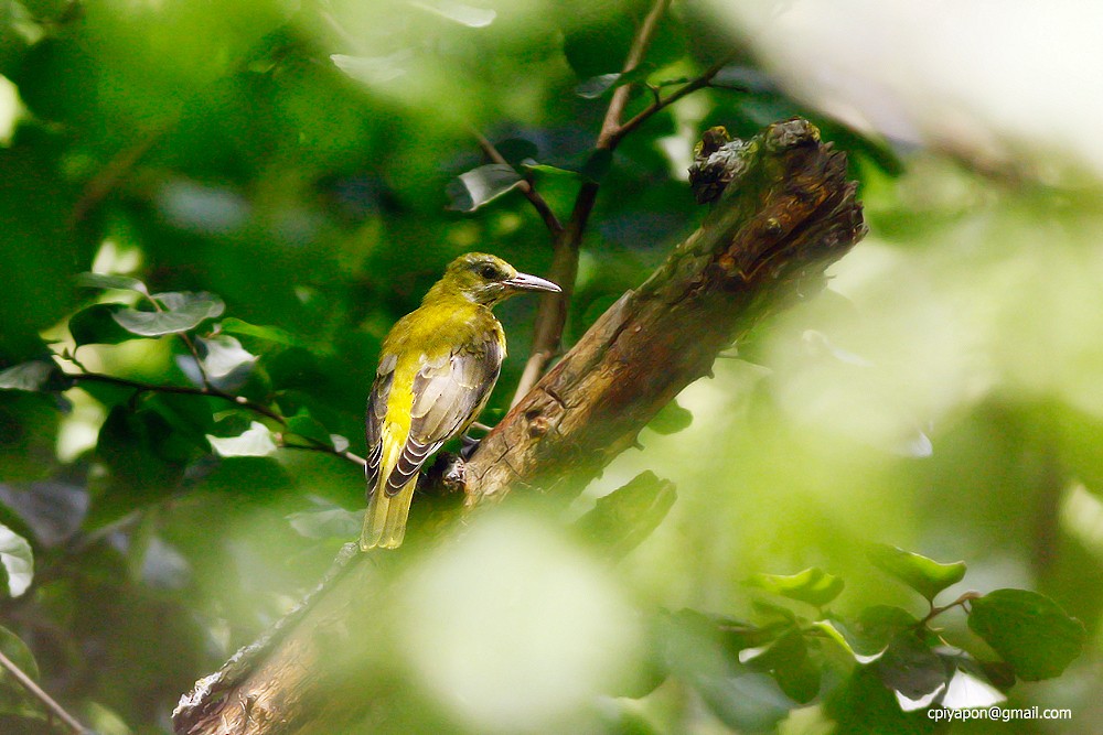 Indian Golden Oriole - ML453137251