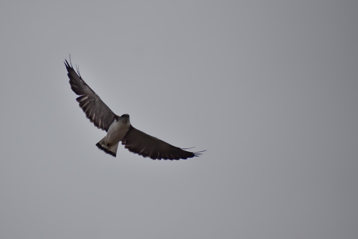 Variable Hawk (Red-backed) - ML453137971