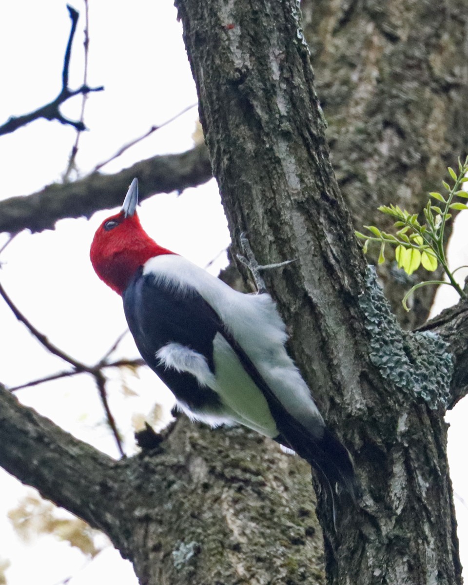 Red-headed Woodpecker - ML453139231