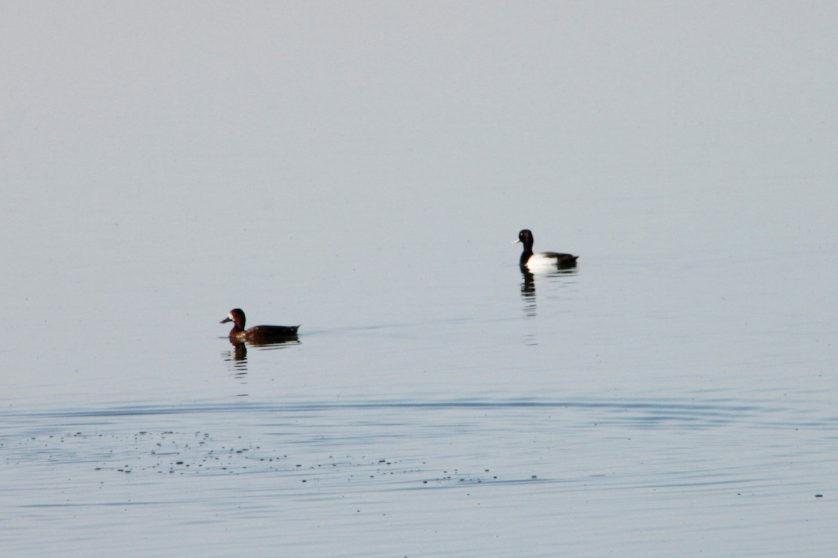 Lesser Scaup - ML453139391