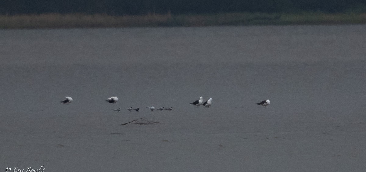 Black Tern (Eurasian) - ML453139971
