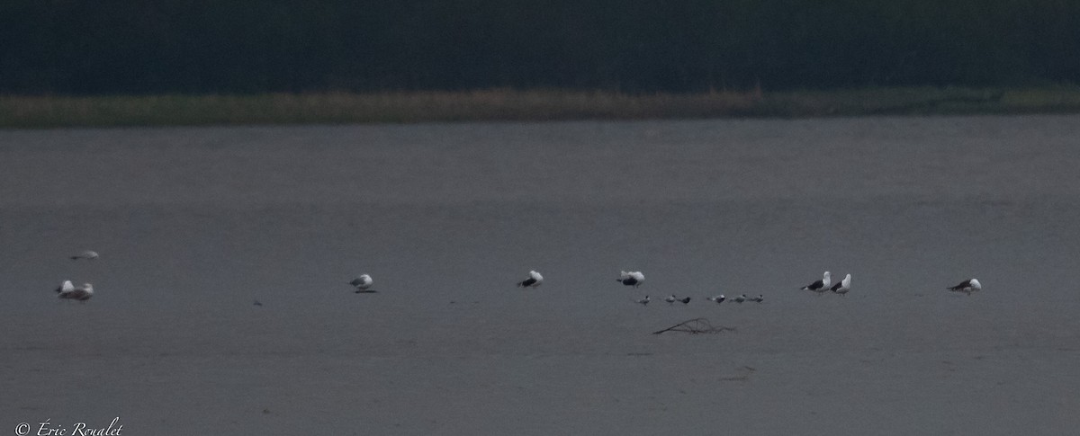 Black Tern (Eurasian) - ML453139981