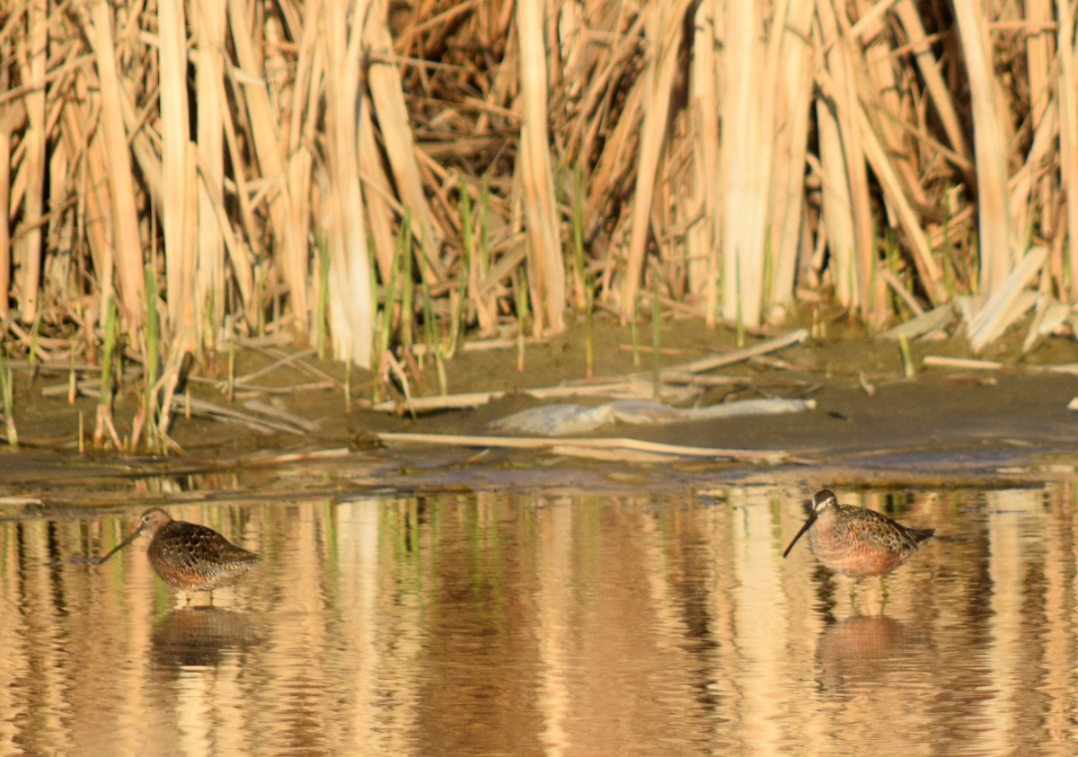 Long-billed Dowitcher - ML453140101