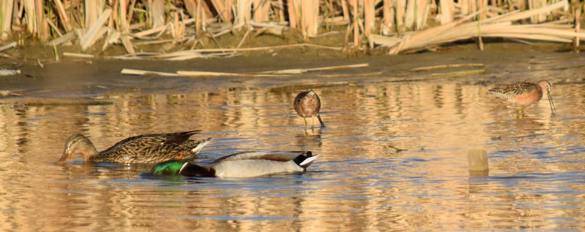 Long-billed Dowitcher - ML453140111