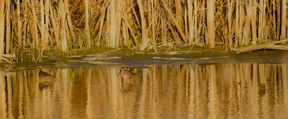 Long-billed Dowitcher - ML453140161