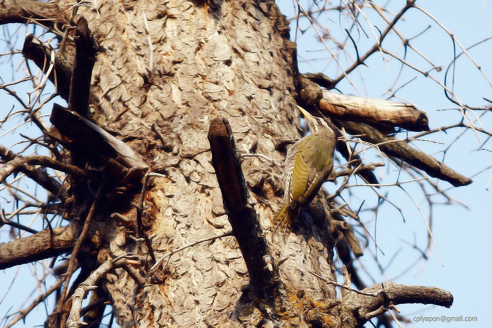 Scaly-bellied Woodpecker - Piyapong Chotipuntu