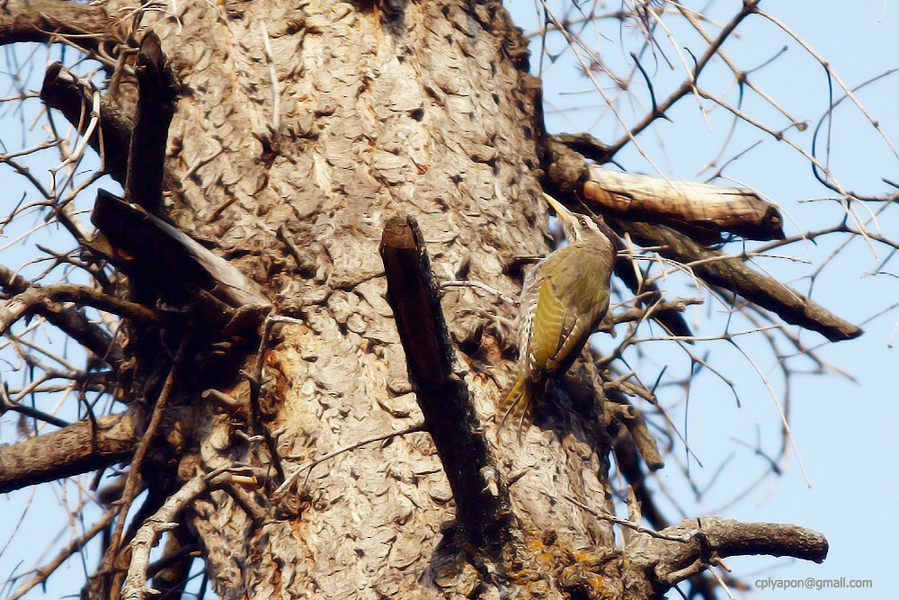 Scaly-bellied Woodpecker - ML453140201