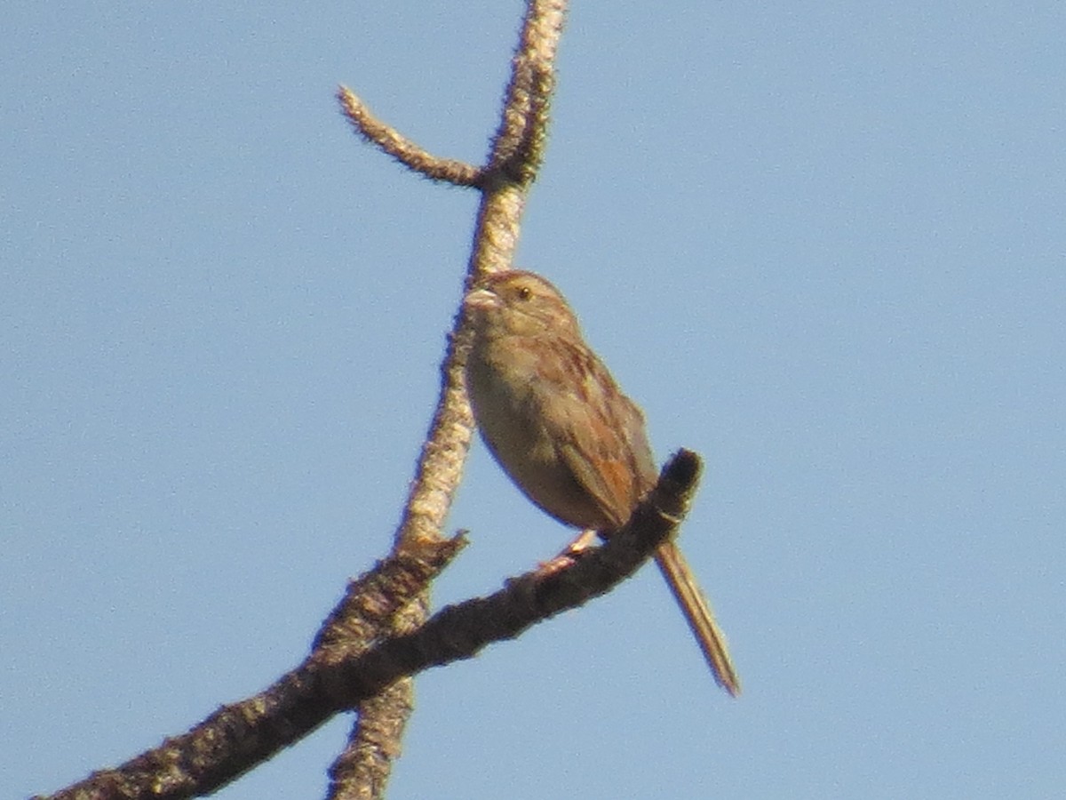 Bachman's Sparrow - ML453142181