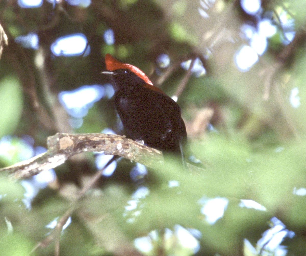 Helmeted Manakin - ML453143641