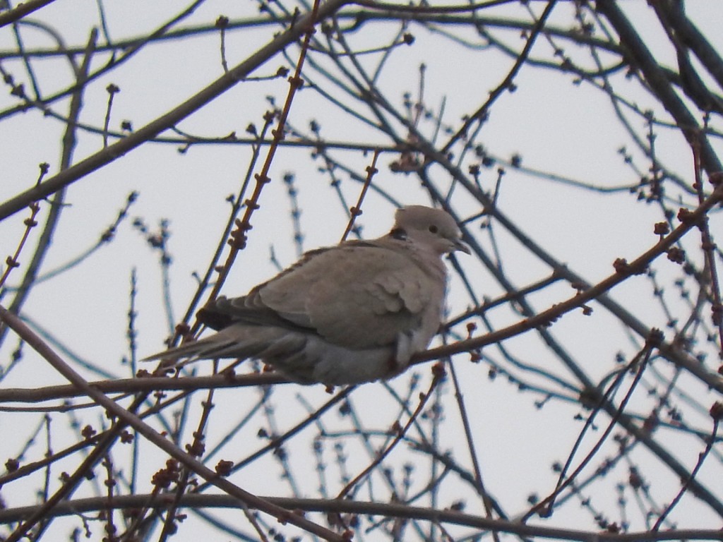 Eurasian Collared-Dove - ML45314461