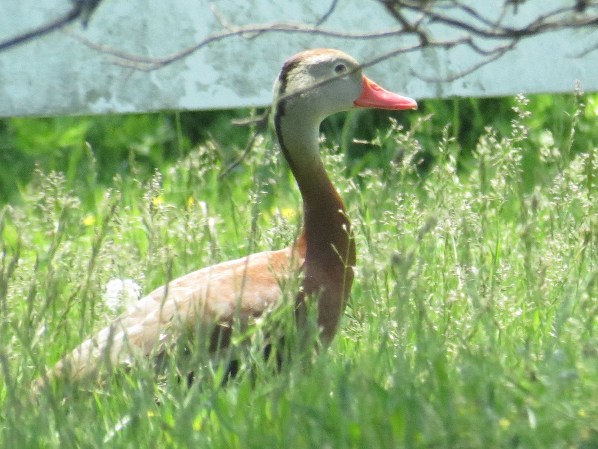 Black-bellied Whistling-Duck - Frank Durso