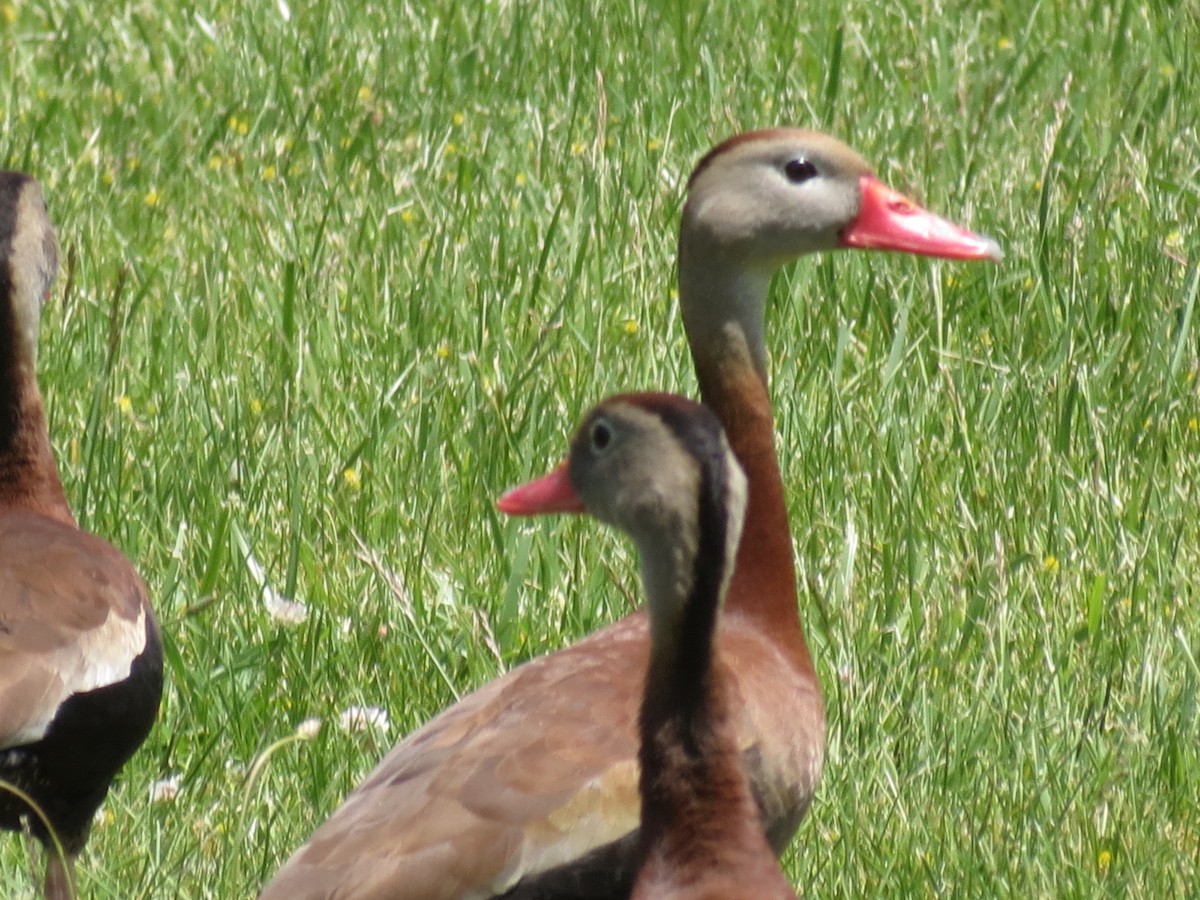 Black-bellied Whistling-Duck - ML453144911