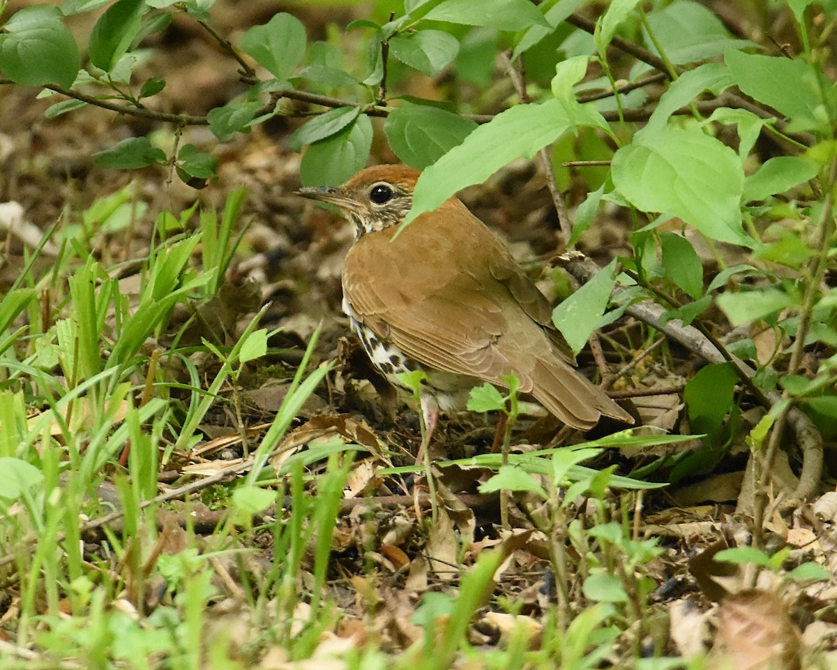 Wood Thrush - ML453145721