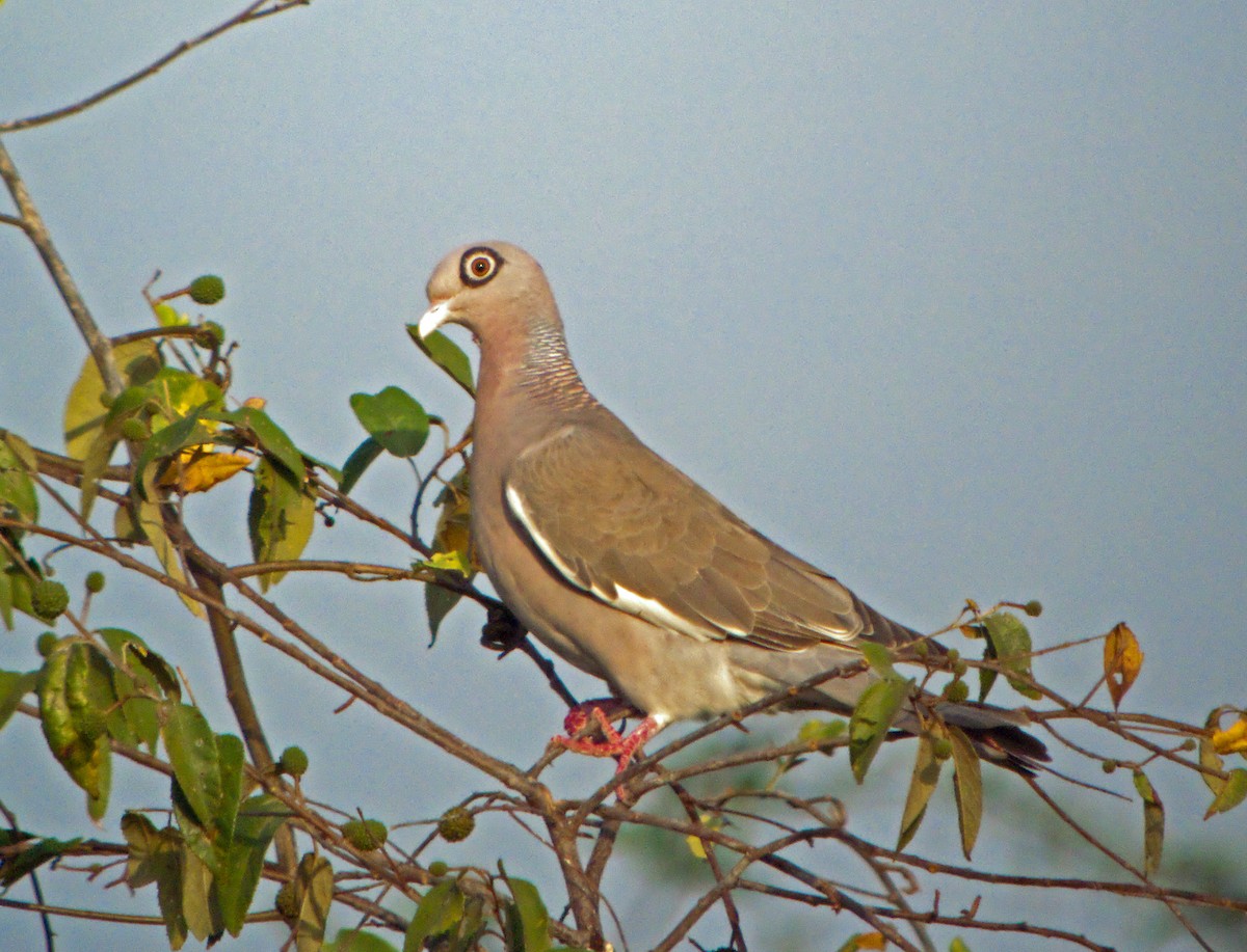 Bare-eyed Pigeon - ML45314631