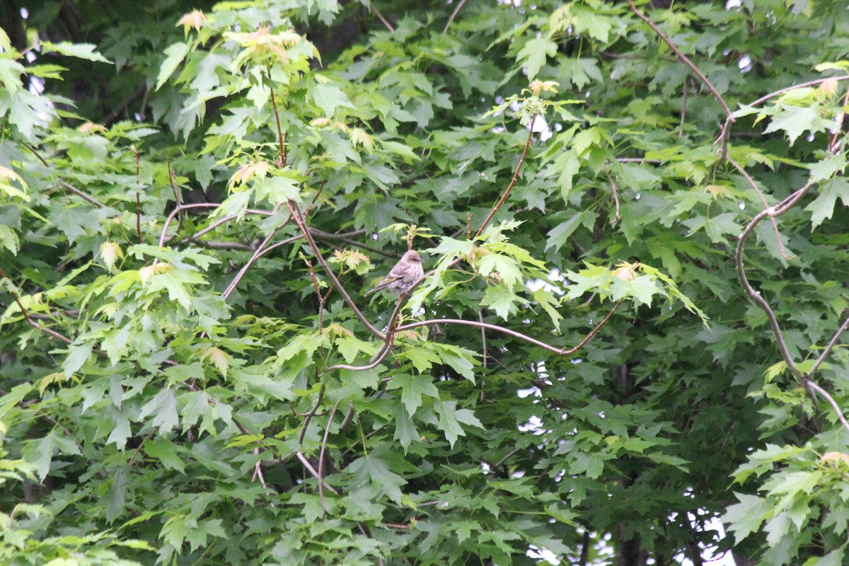 Pine Siskin - Dominique De Caprona