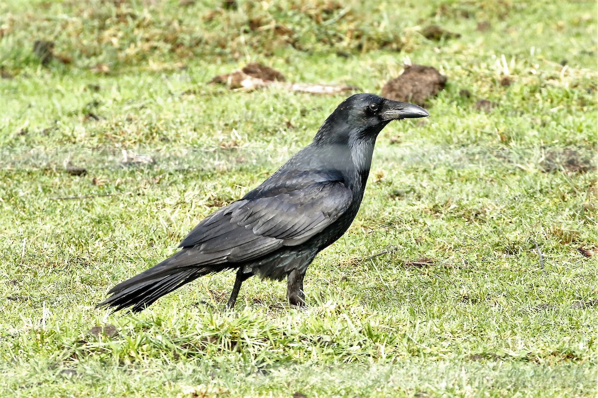 Common Raven - ML453148141