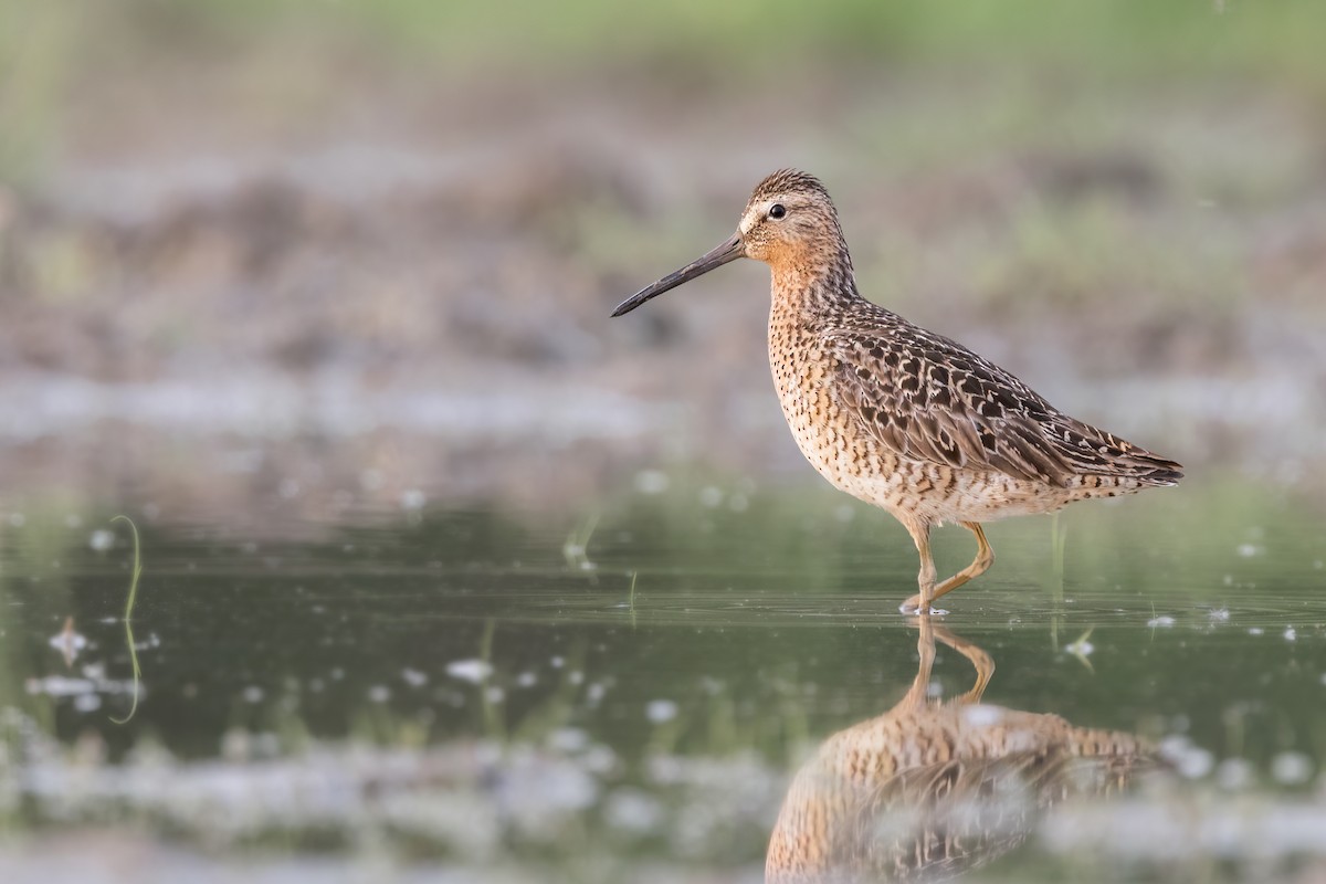 Short-billed Dowitcher - ML453148481