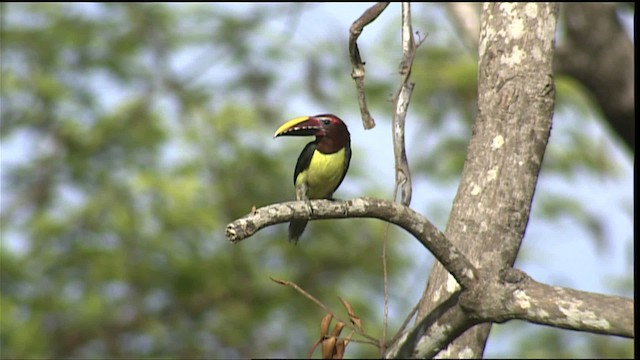 Green Aracari - ML453149