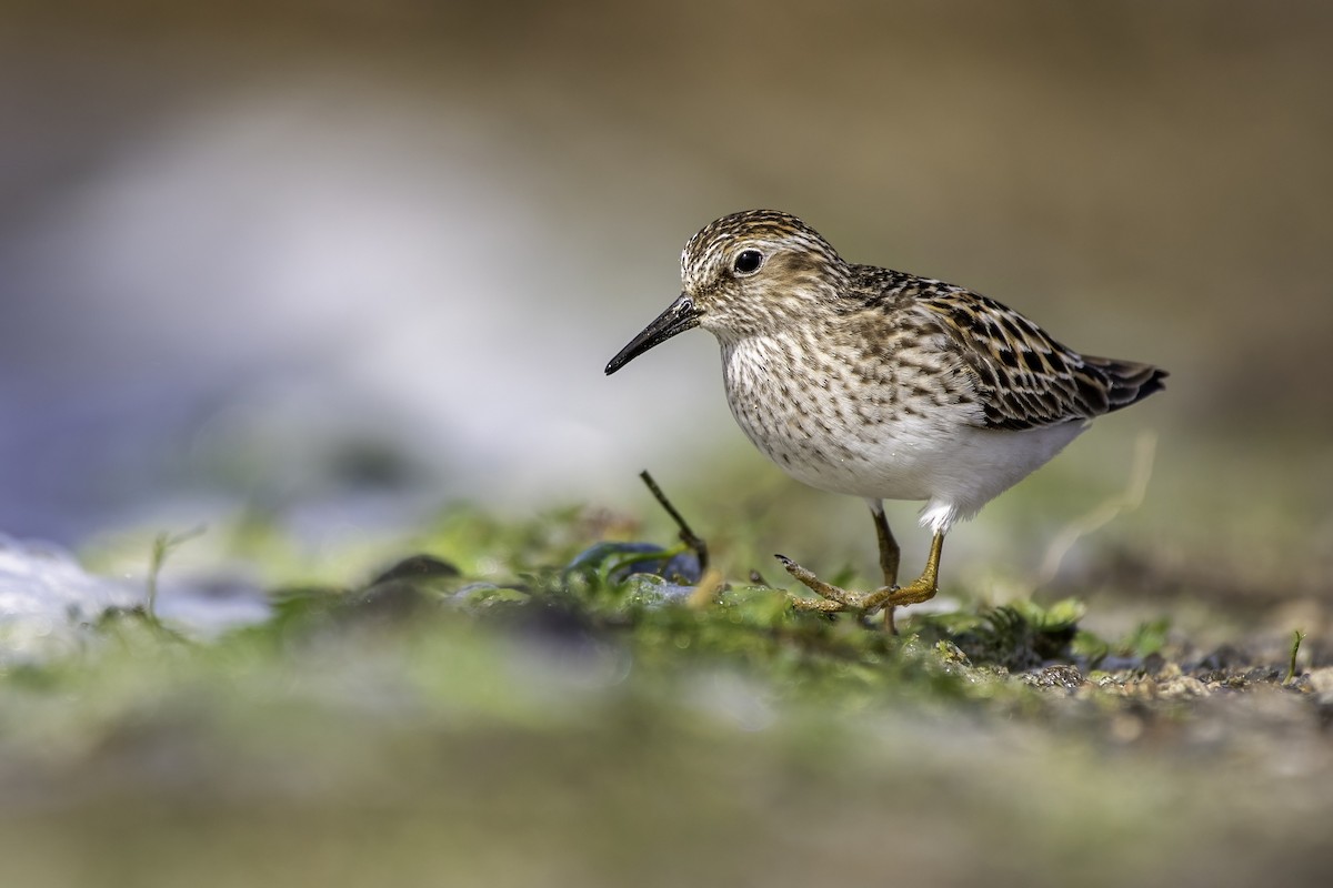 Least Sandpiper - Matthew Bode