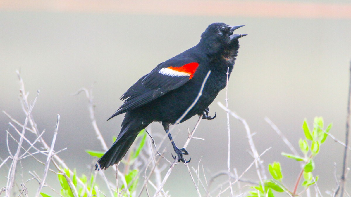 Red-winged Blackbird - Jack McDonald