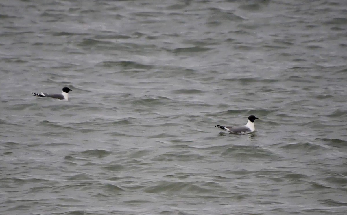 Sabine's Gull - ML453151761