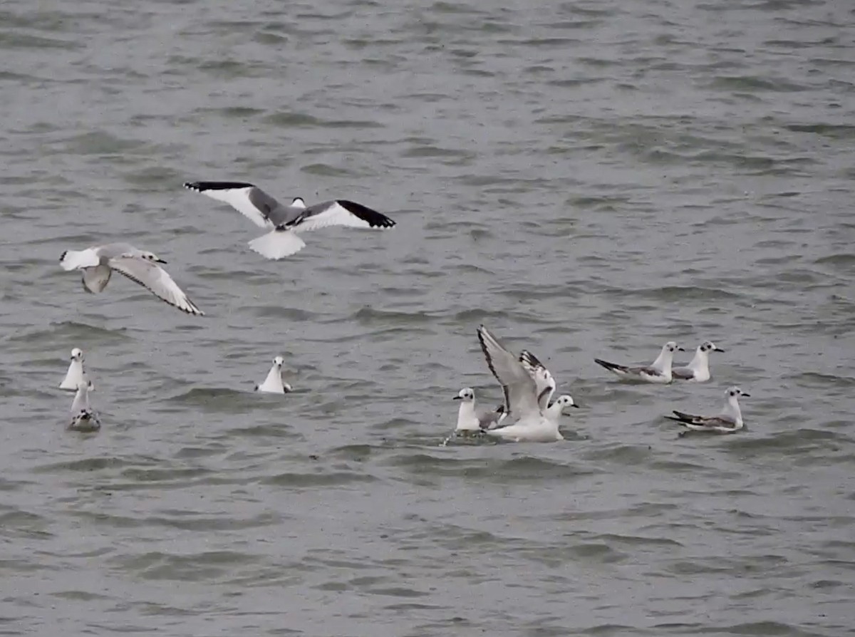 Mouette de Sabine - ML453151821