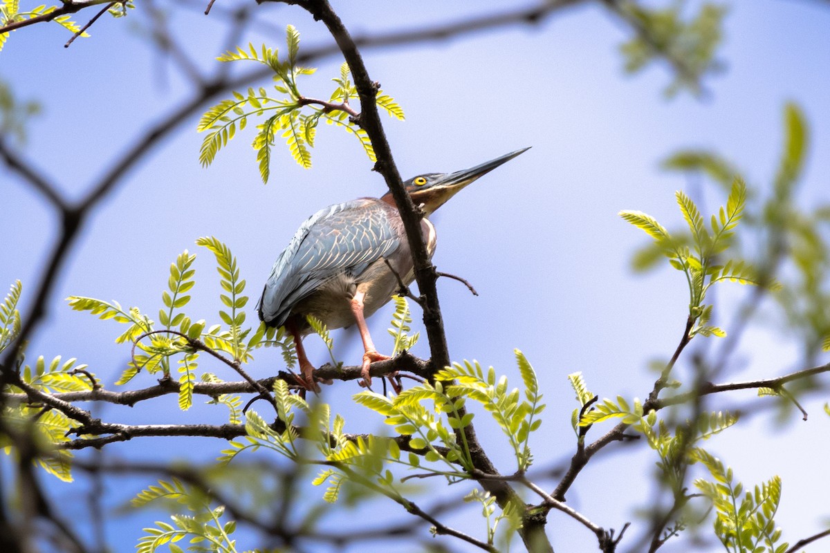 Green Heron - ML453151891