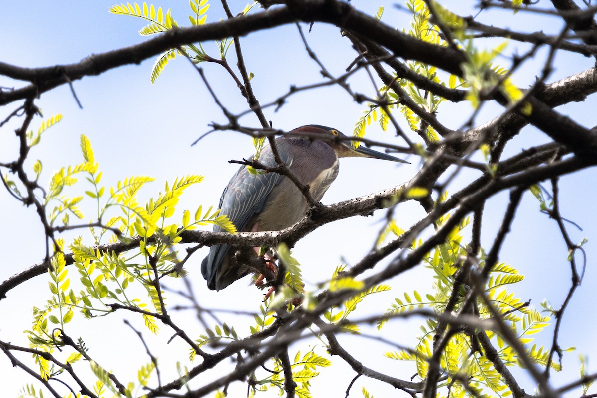 Green Heron - ML453151921