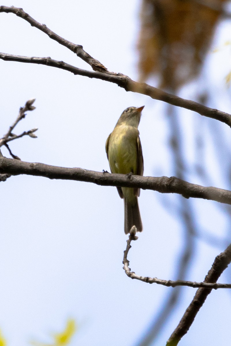 Least Flycatcher - ML453152011