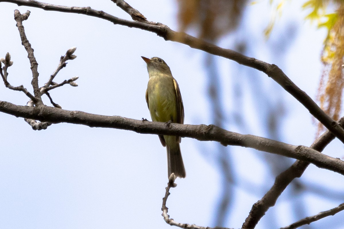 Least Flycatcher - ML453152021