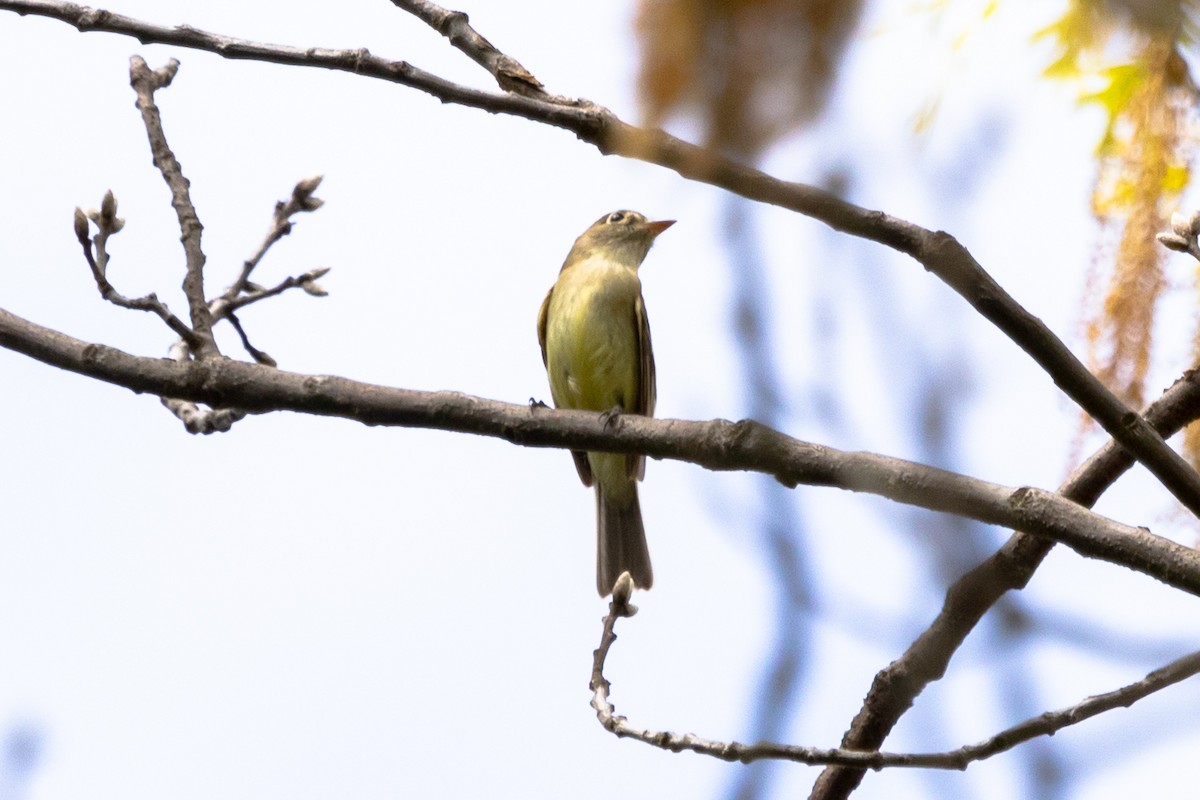 Least Flycatcher - ML453152031