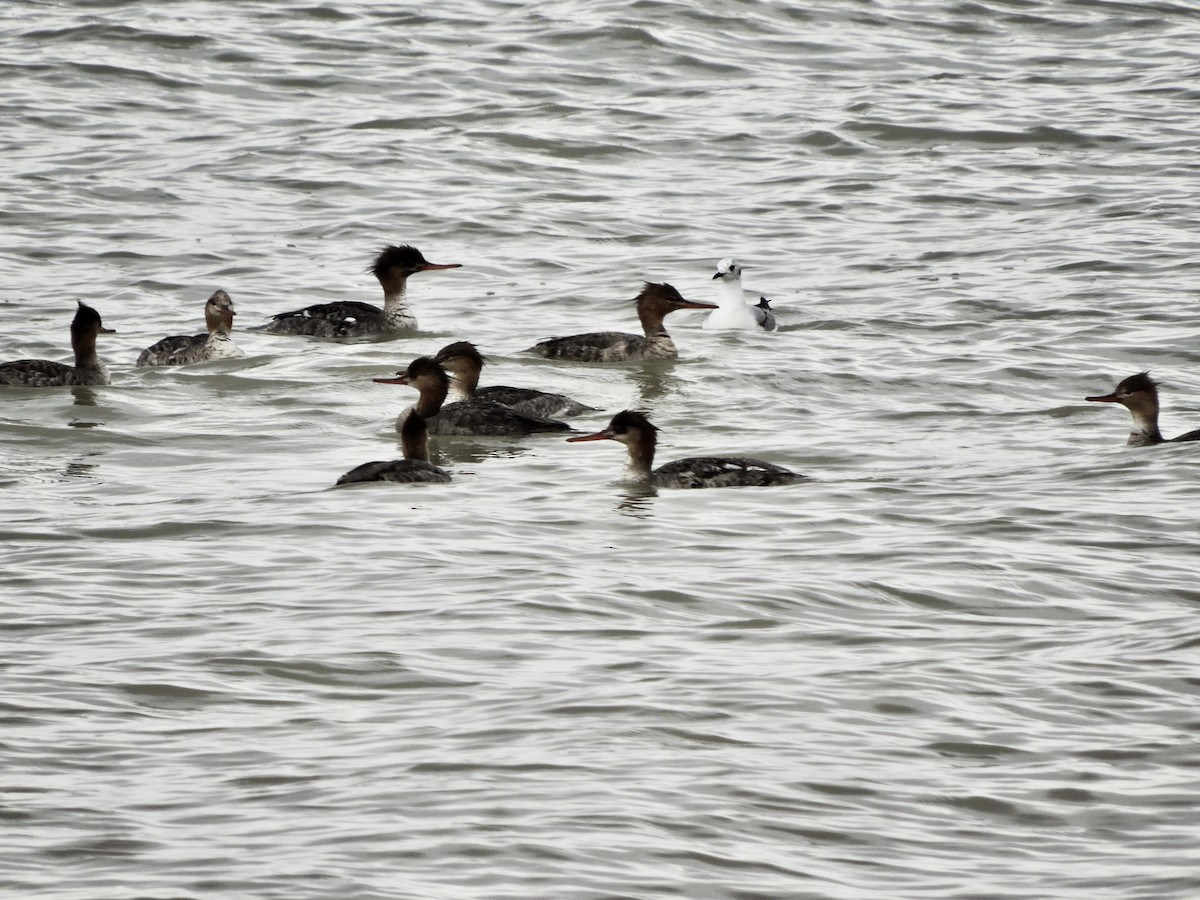 Сэвгэр бохио - ML453152091