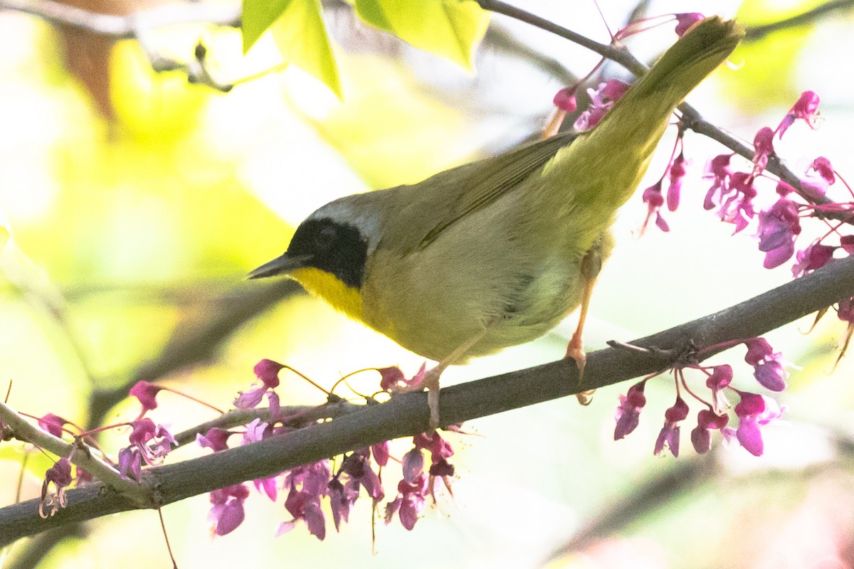 Common Yellowthroat - ML453152121