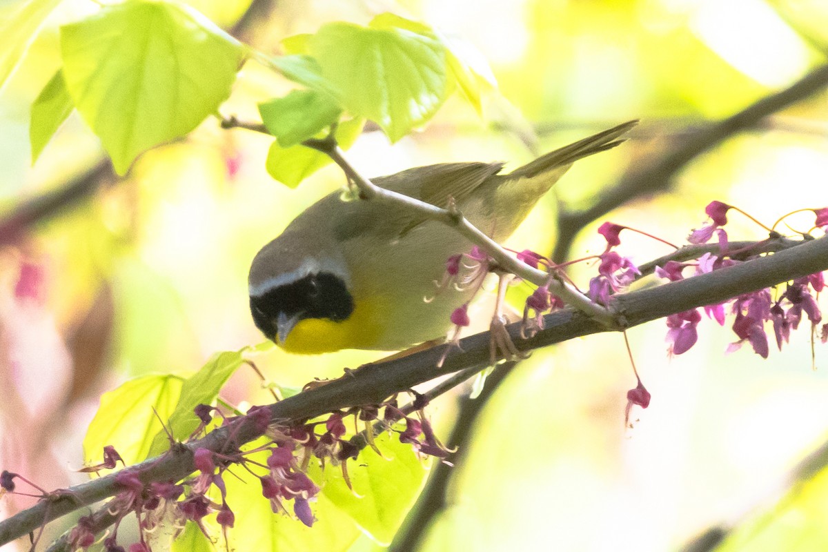 Common Yellowthroat - ML453152131