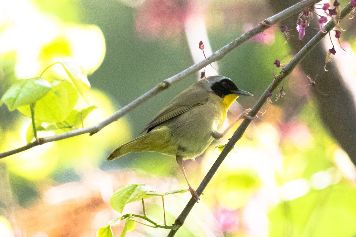 Common Yellowthroat - ML453152141