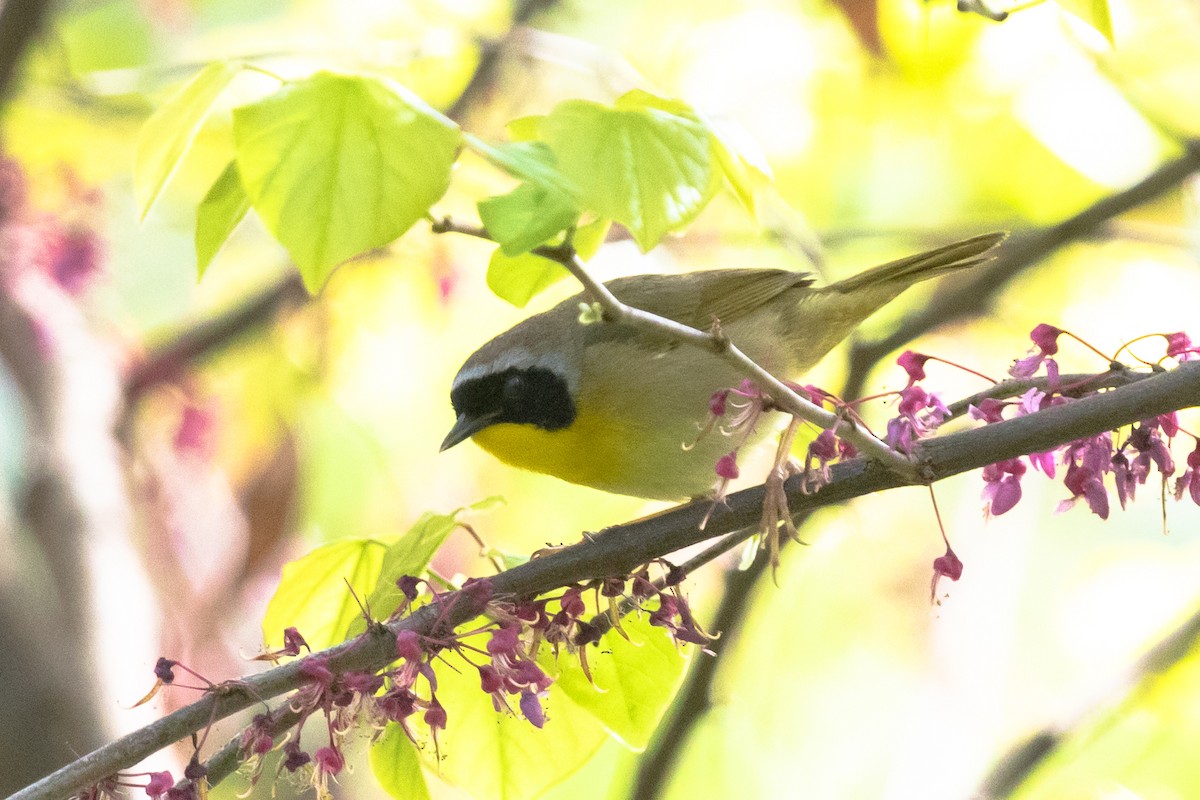 Common Yellowthroat - ML453152161