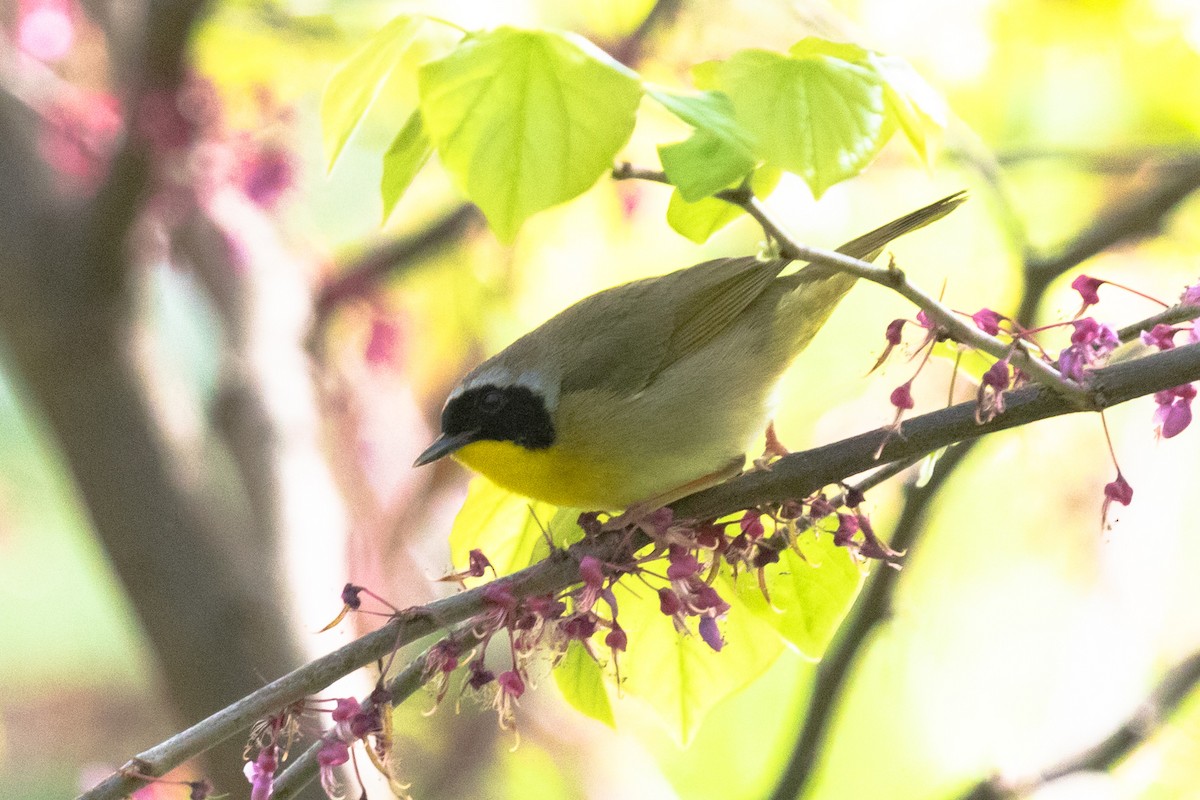 Common Yellowthroat - ML453152171