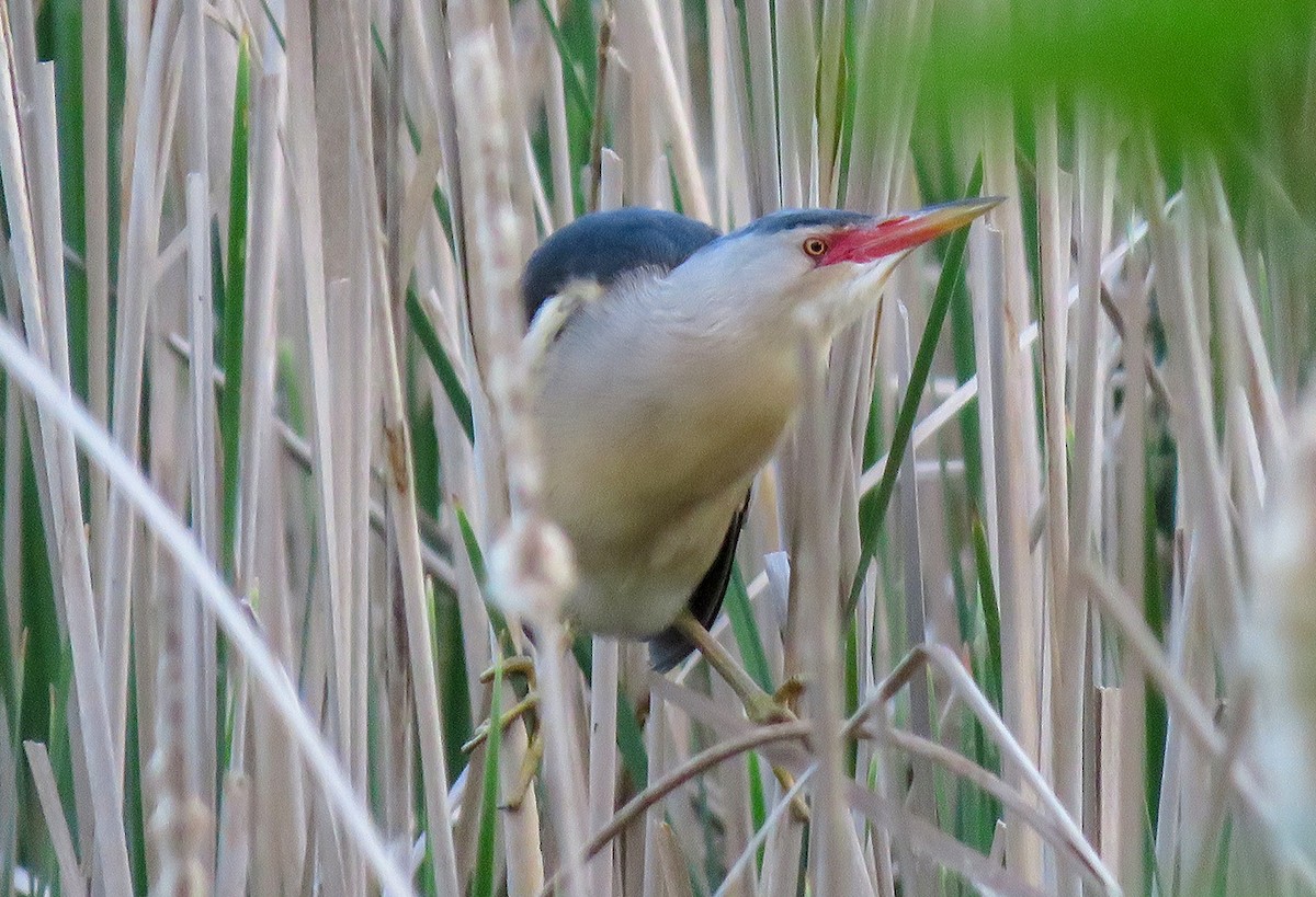 Little Bittern - ML453152241